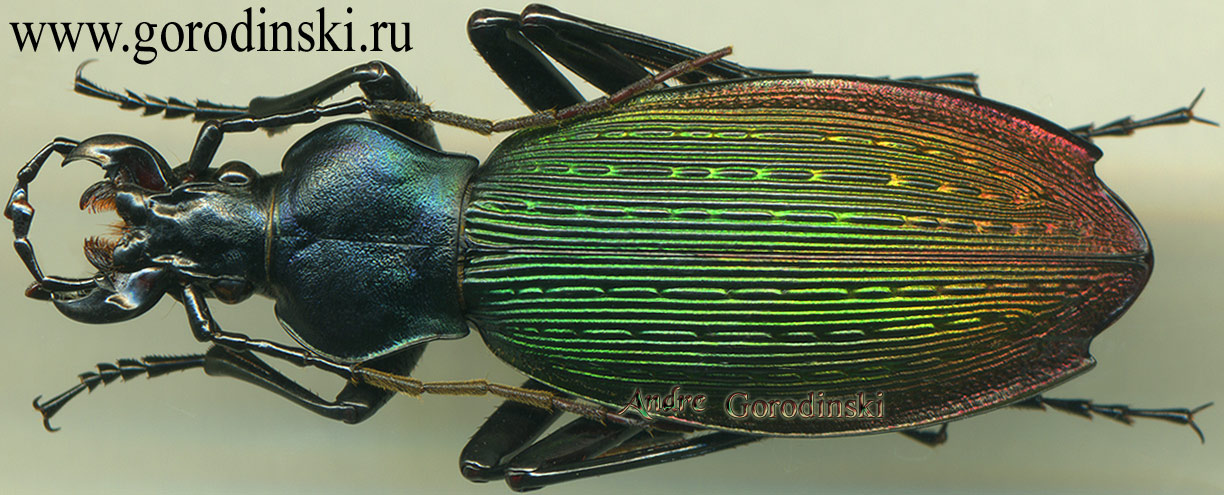 http://www.gorodinski.ru/carabus/Apotomopterus dechambreianus yongzhouensis  .jpg